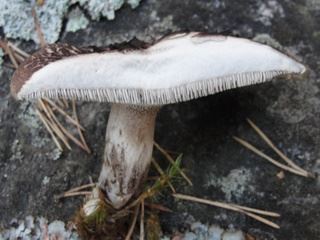 tooth fungus2.jpg